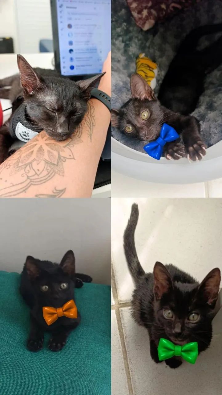 Doação Gato macho - Foto 3