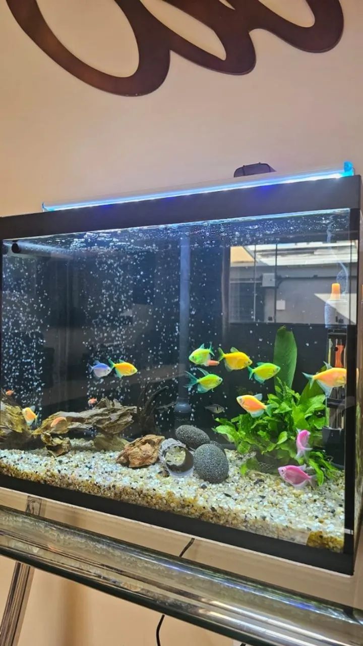 Aquario Completo 50L