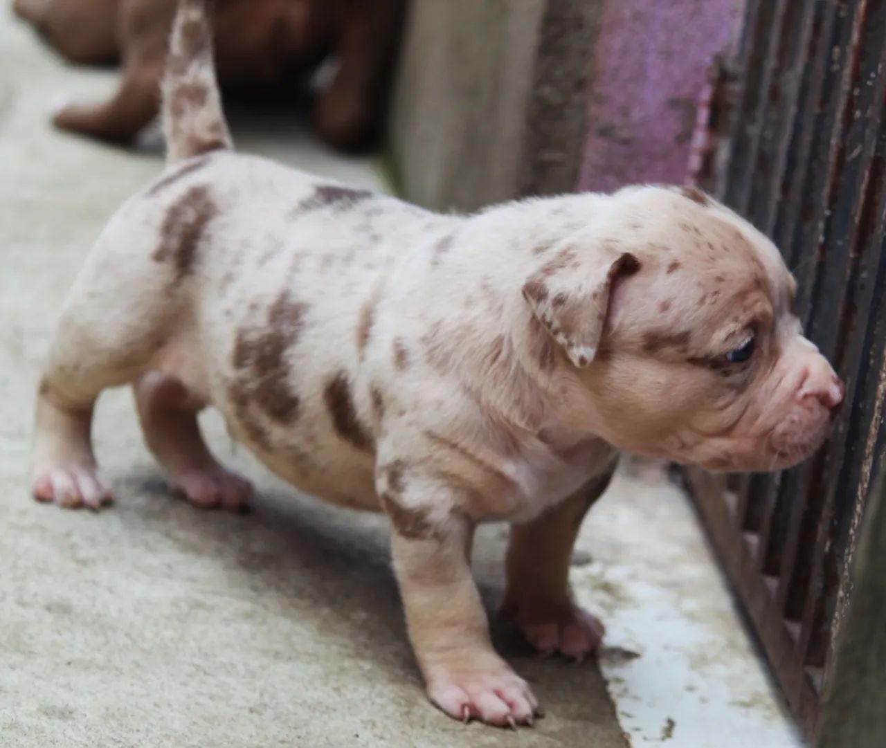 Filhote Pit Monster, macho, tri choco merle. - Foto 2