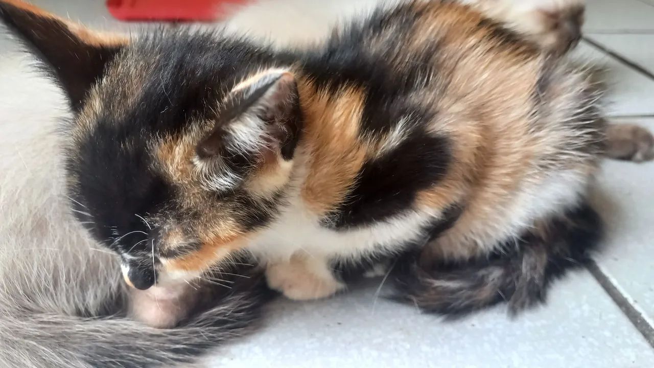 Gatos para adoção  - Foto 5