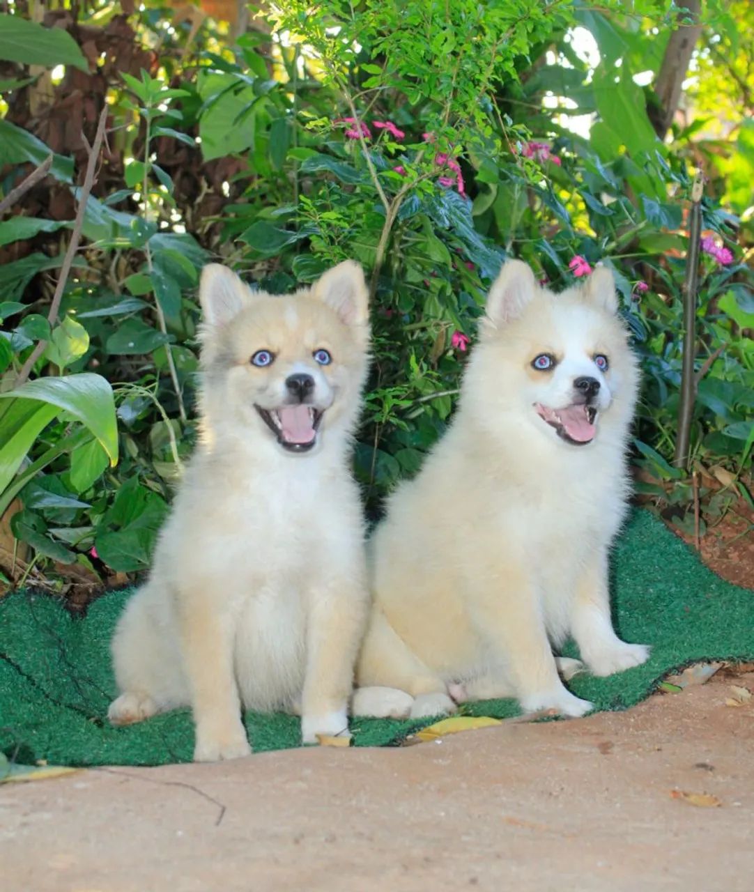 Pomsky F3 ( mini) - Foto 2