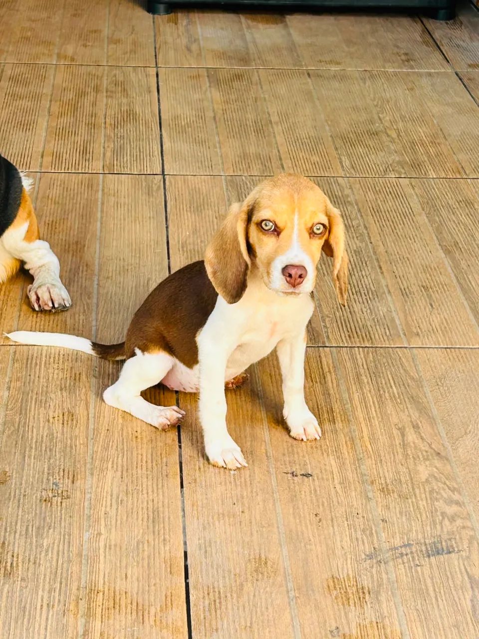 ÚLTIMA MINI BEAGLE 13P