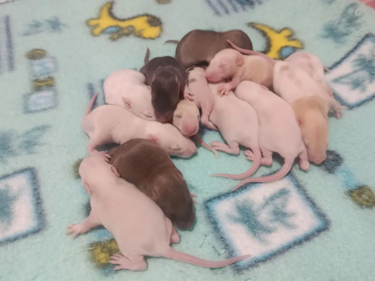 Rato Twister Venda Filhotes - Foto 4