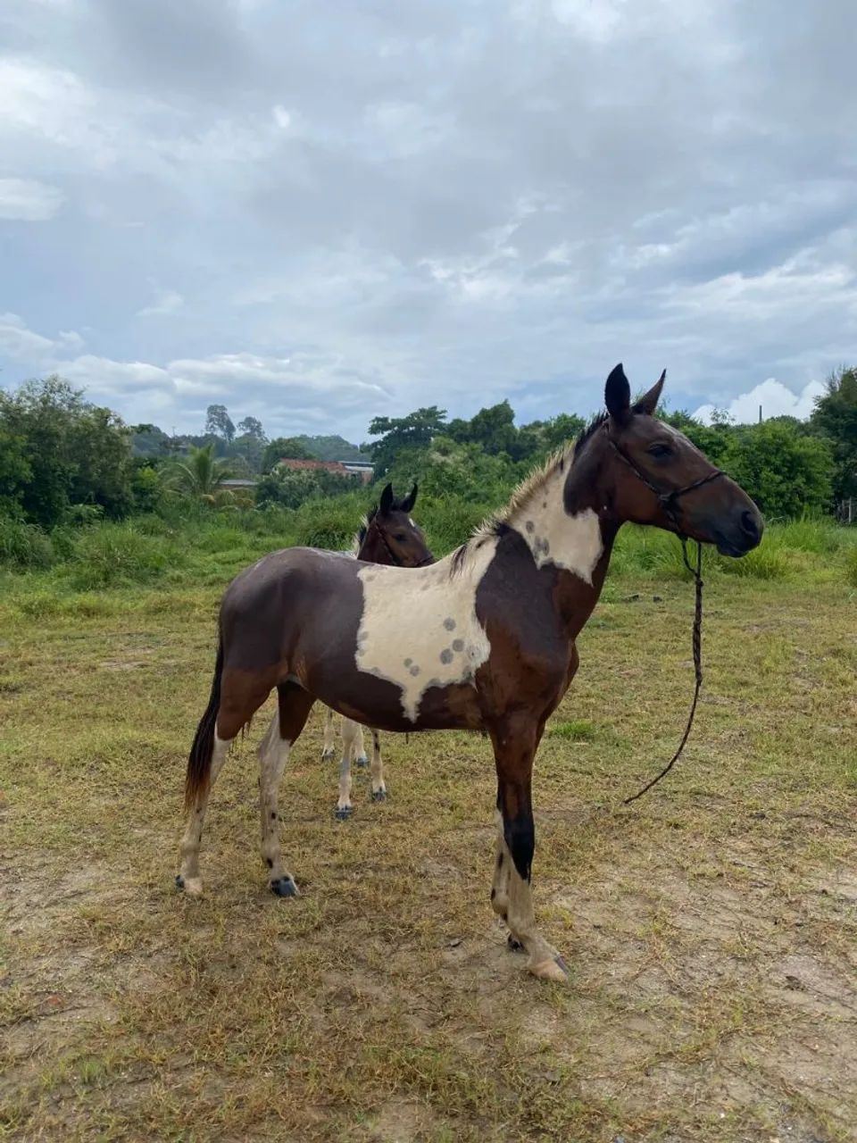 Potra pampa  - Foto 3