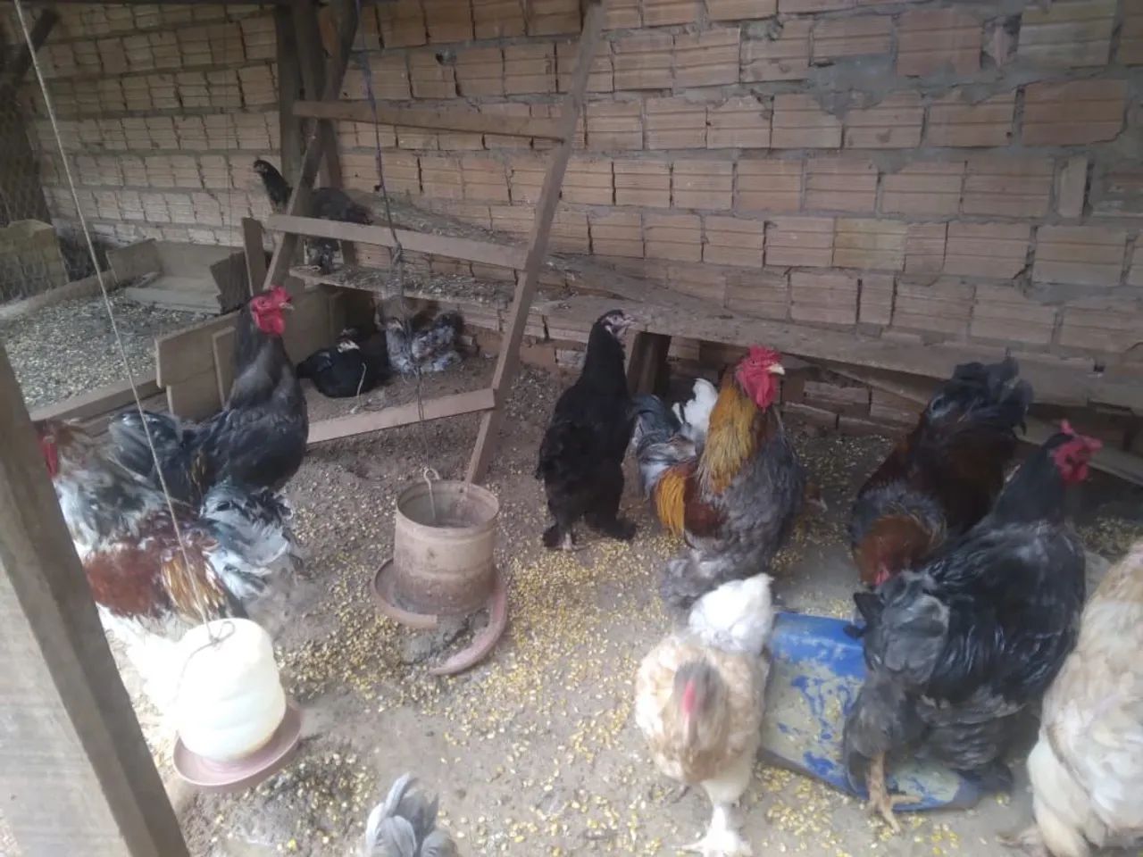 Vende-se gal9 e galinhas Brahma.