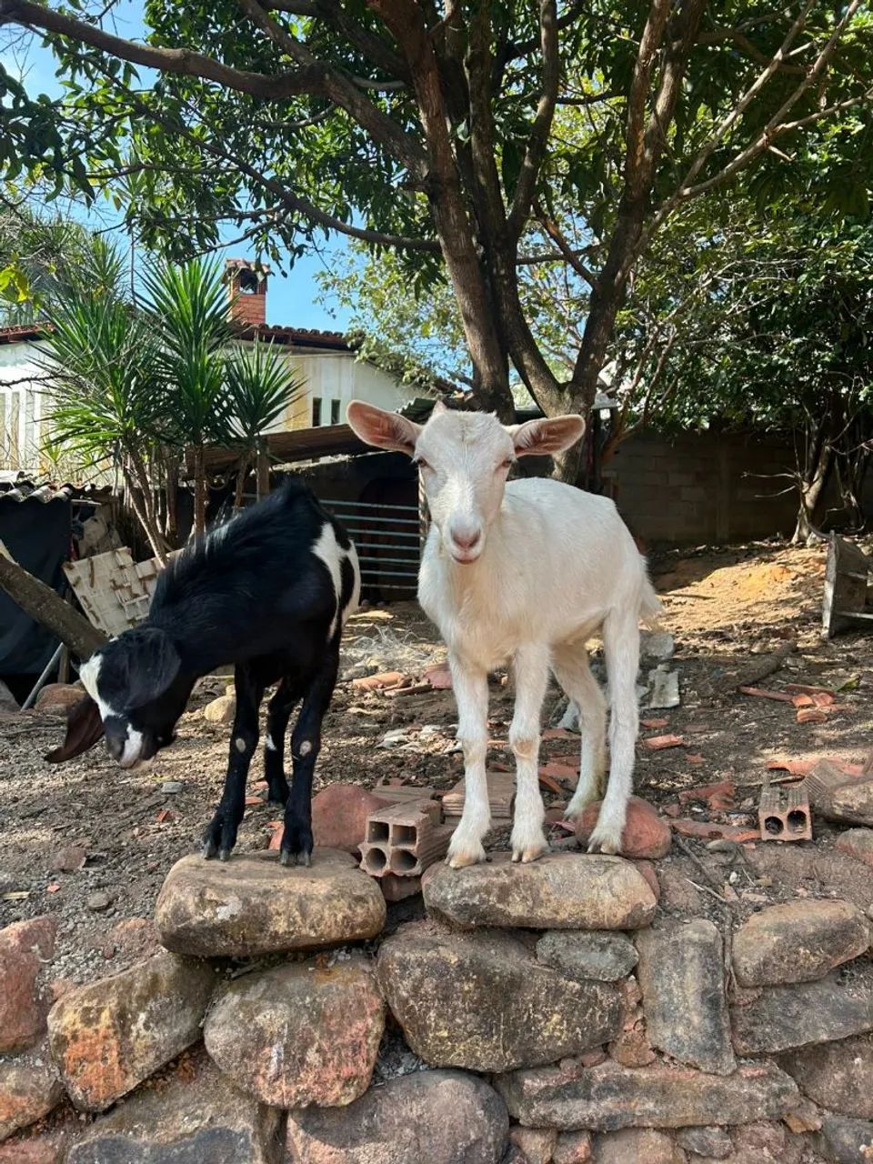 Casal De Cabrito  - Foto 3