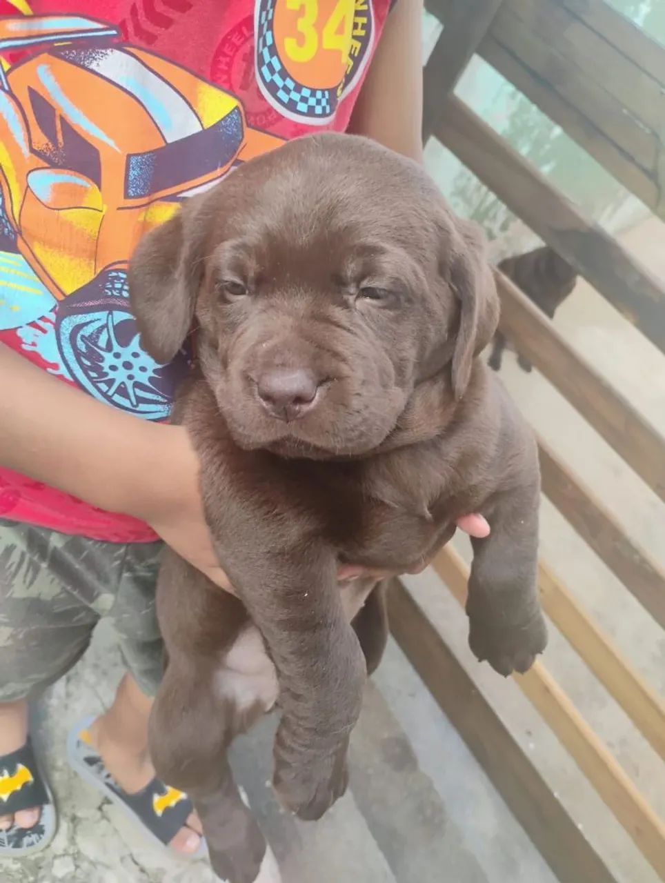 Filhotes de labrador todas as cores  INGLÊS E AMERICANO  - Foto 4