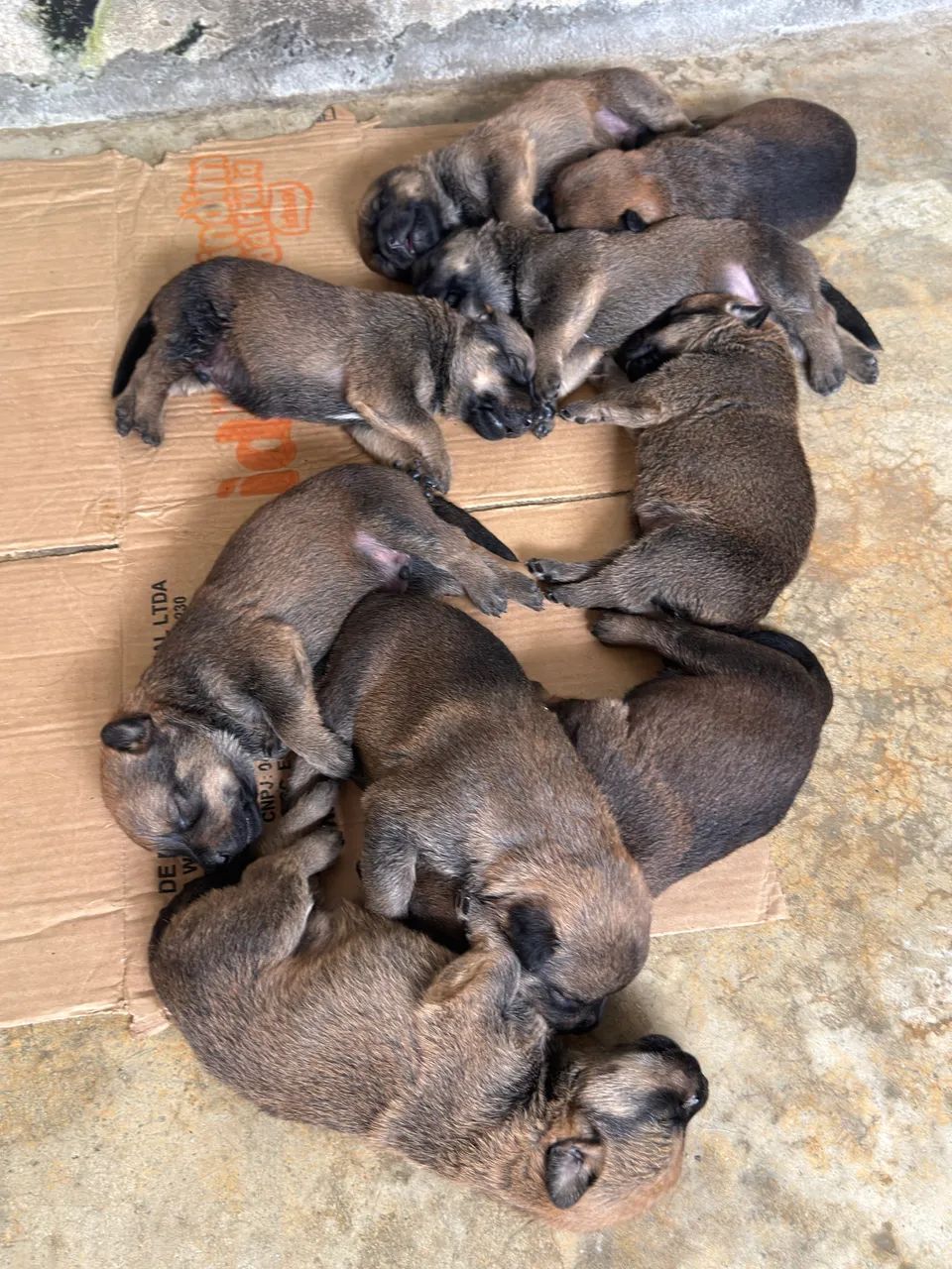 Cães de guarda  - Foto 3