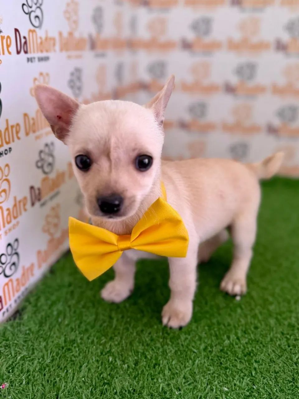 Chihuahua Macho  - Foto 2