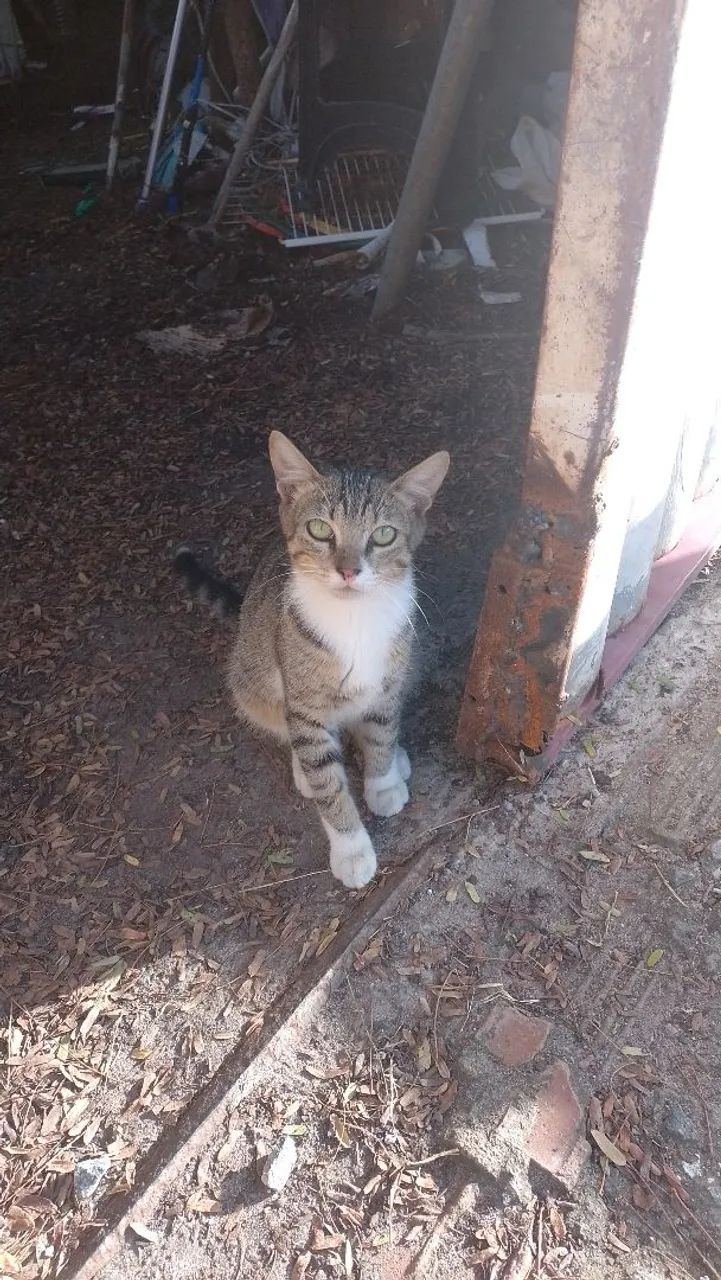 Adoção  - Foto 4