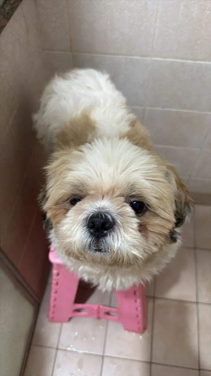 Vendo cachorro doce shih tag