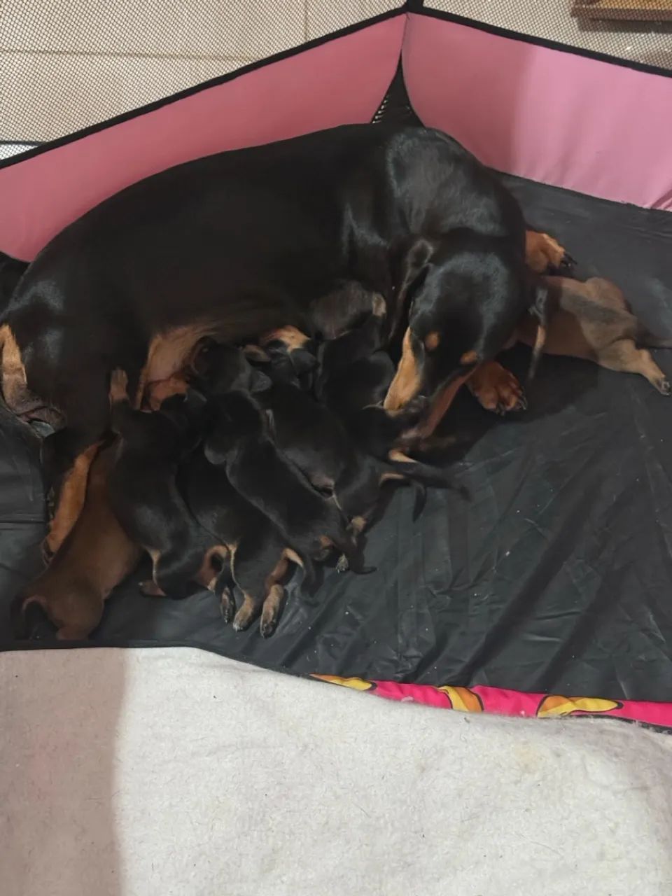 Cachorro - Foto 5