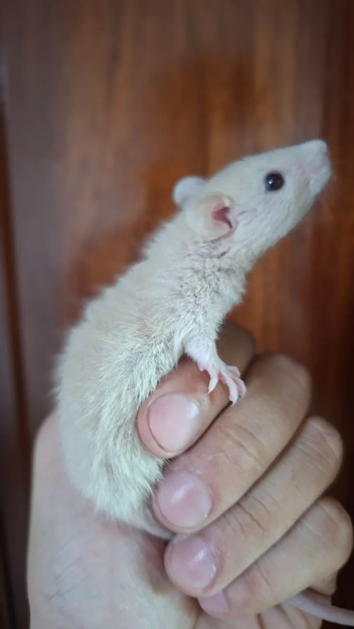 Rato twister - Foto 5