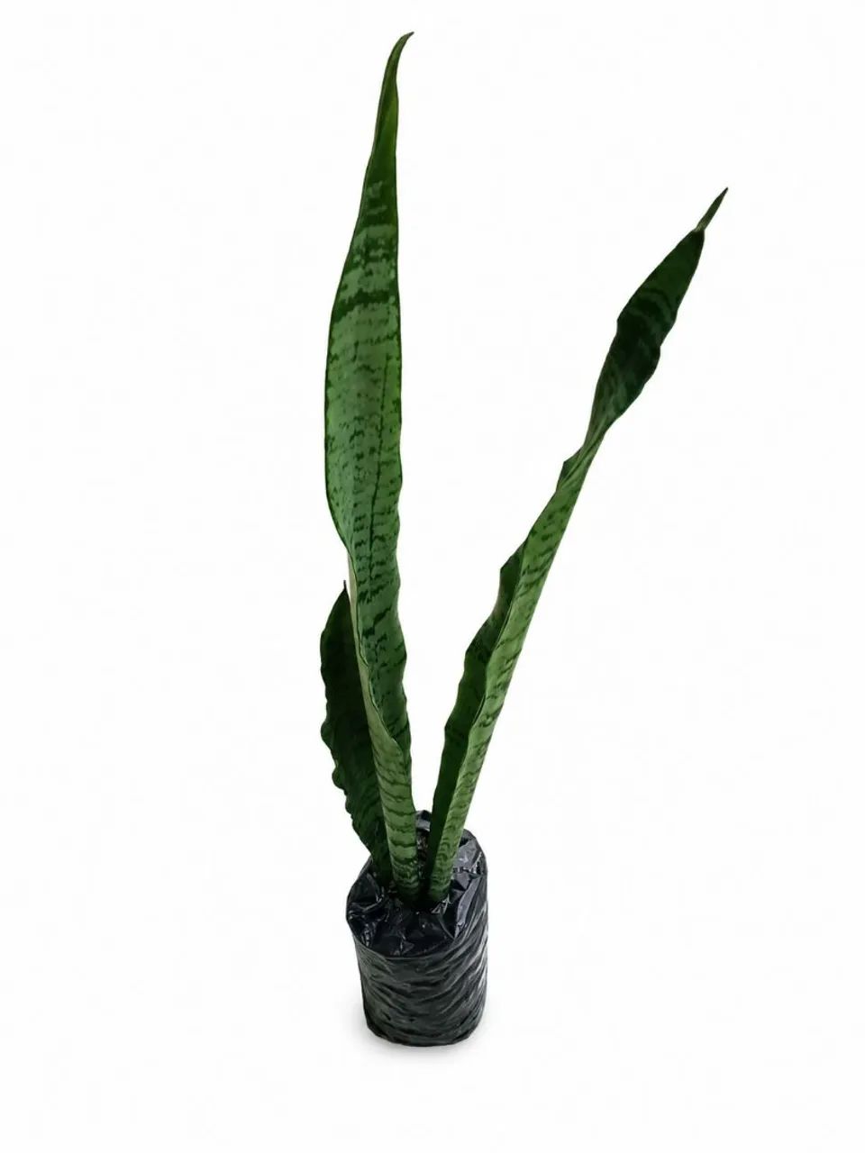 Muda de espada de sao jorge com 60cm - Foto 2