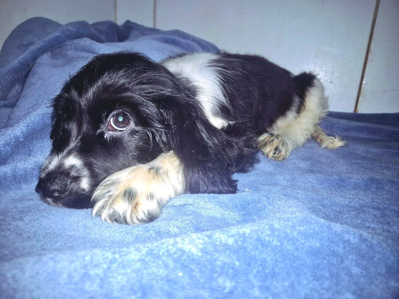 Filhote de Cocker Spaniel Inglês  - Foto 5