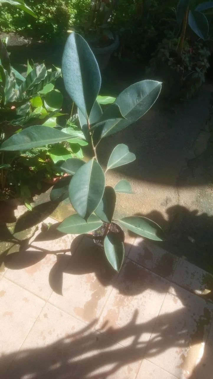 Ficus elastica  - Foto 5