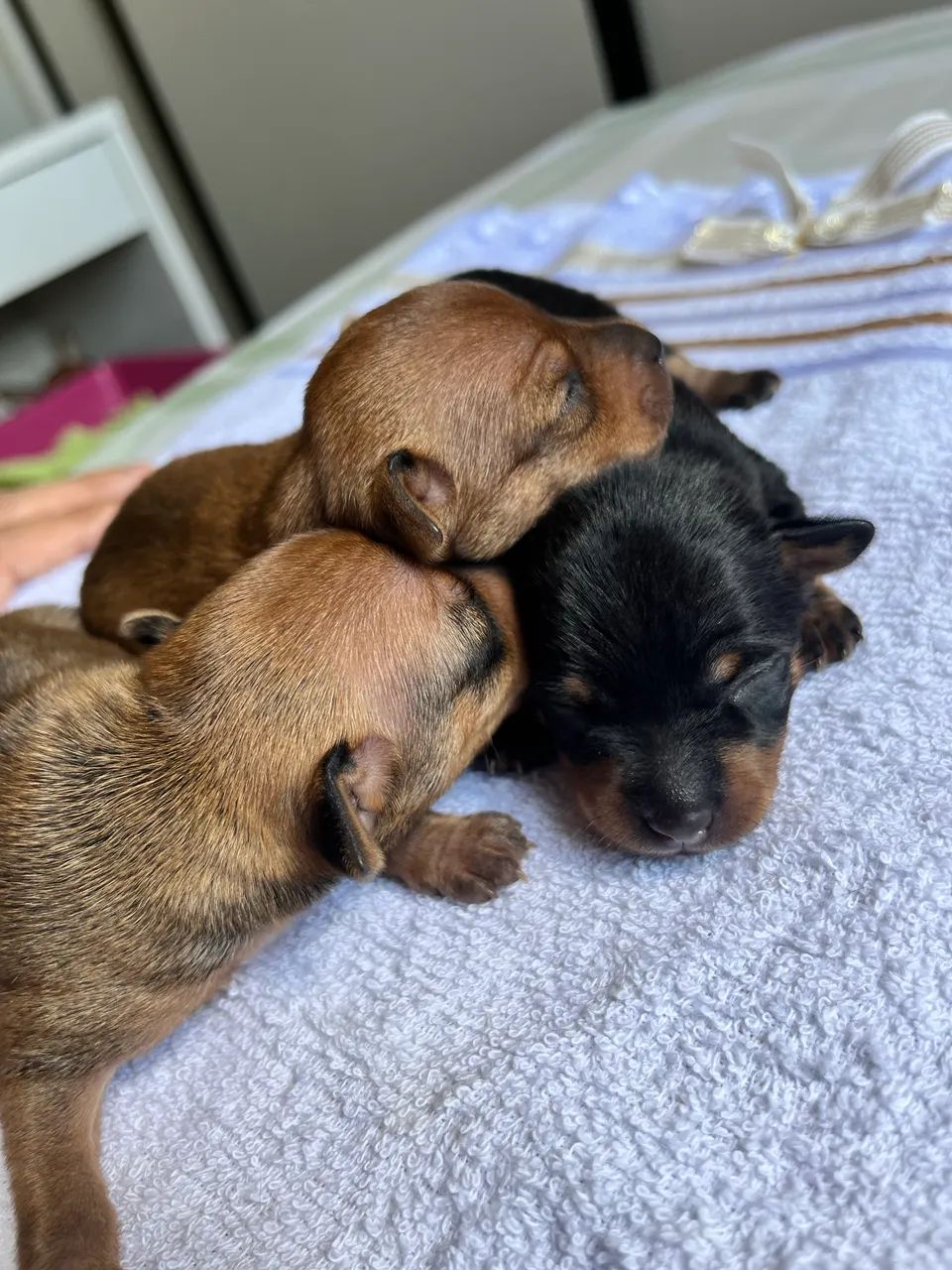 Pinscher filhotes zero - Foto 4