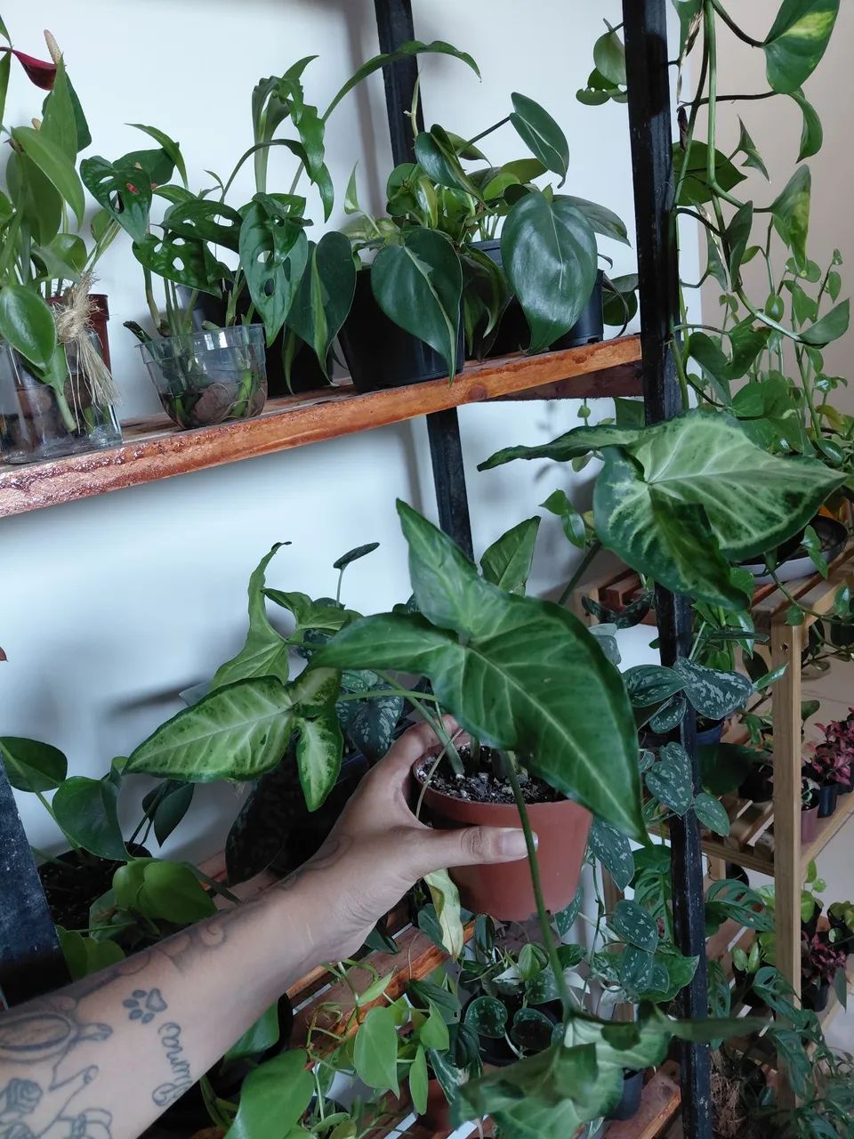 Plantas  - Foto 4