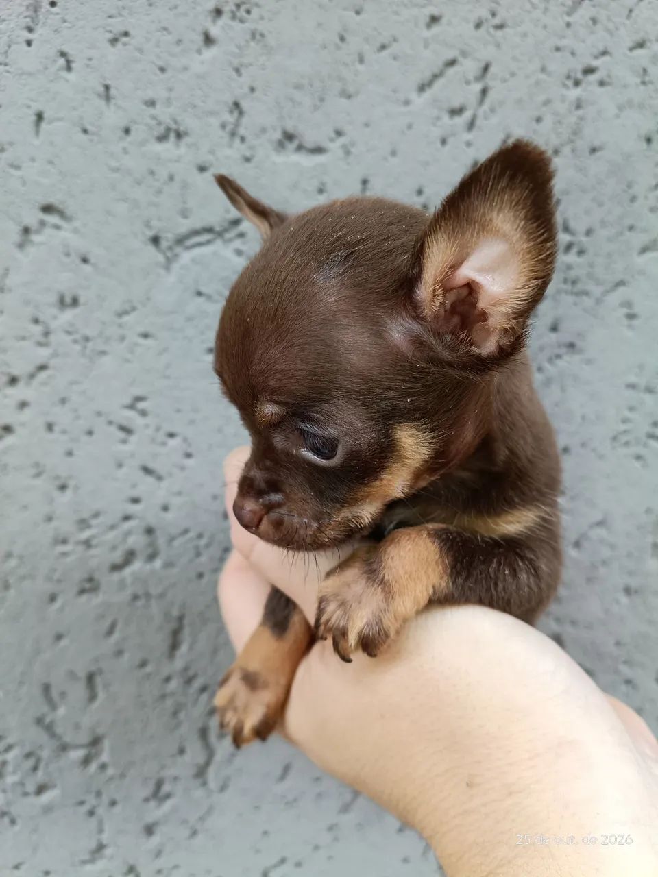 Pinscher macho chocolate - Foto 3