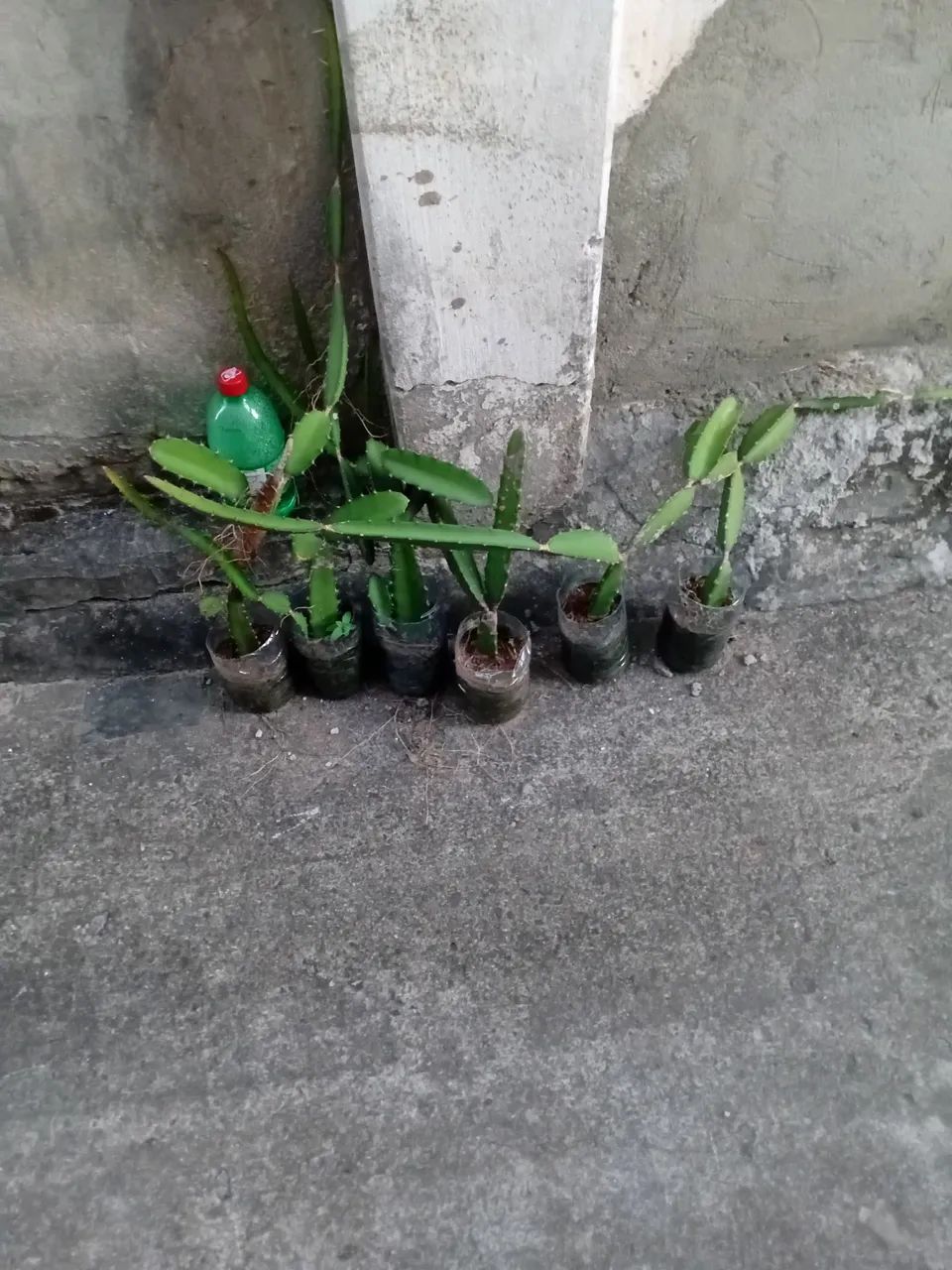 Mudas de pitaia - Foto 2