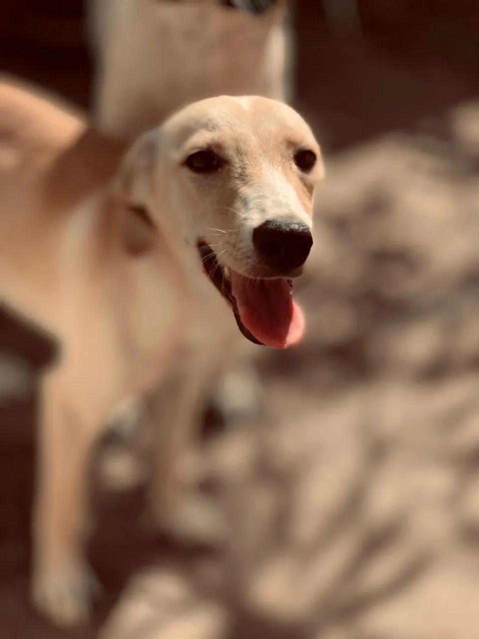 Doação de cachorro  - Foto 3