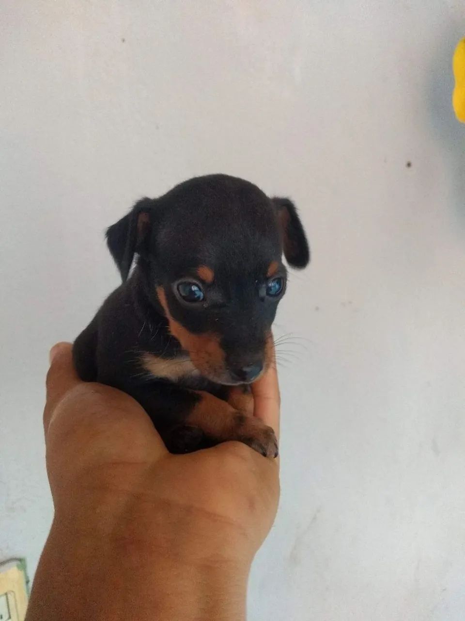 Pinscher 0 - Foto 2