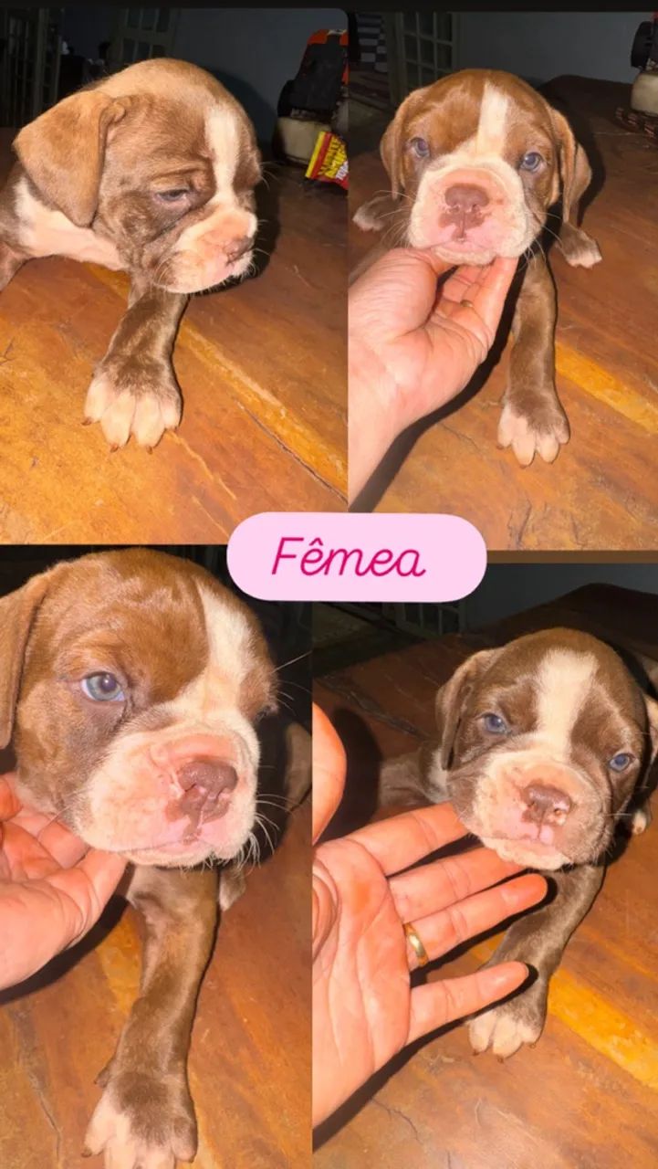 Buldogue campeiro  - Foto 3