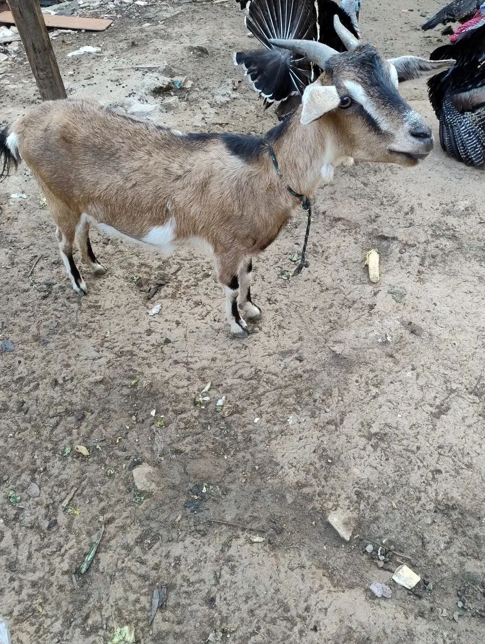 Venda de ?