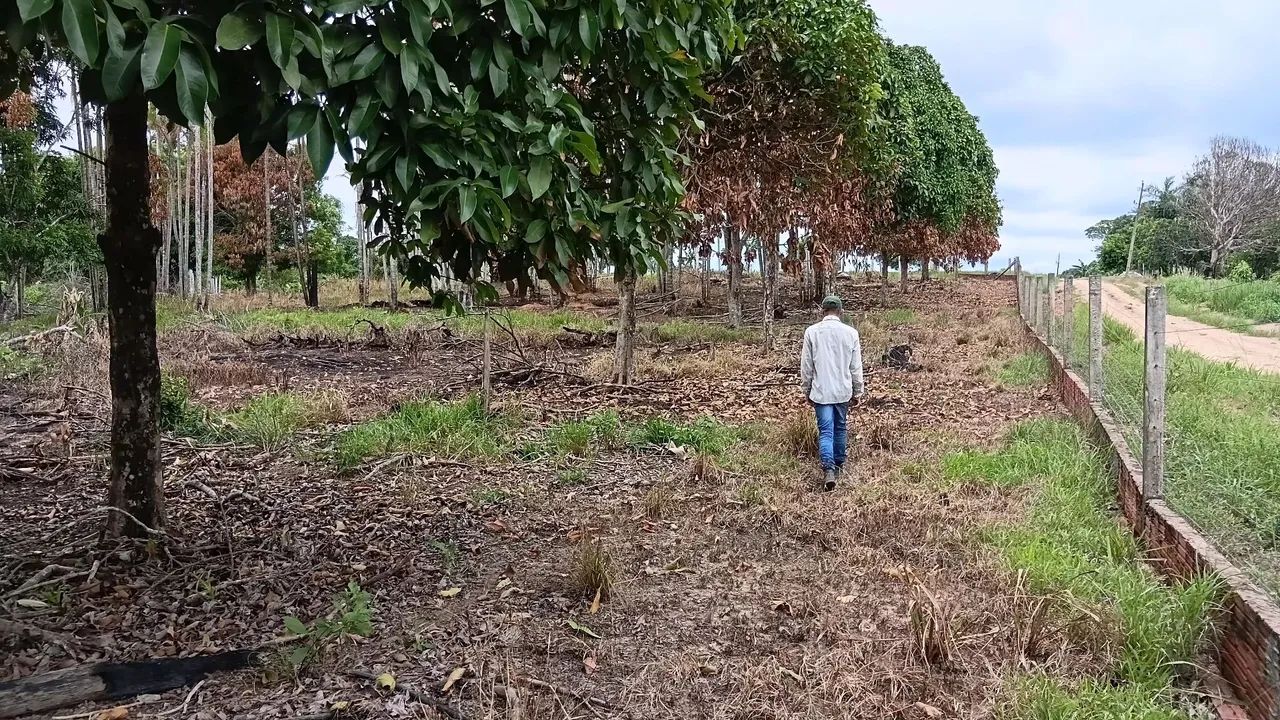 Vende-se Chácara  - Foto 4