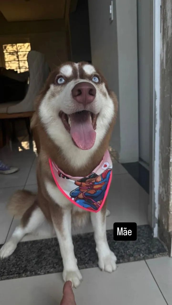 Husky Siberiano puro - Foto 3