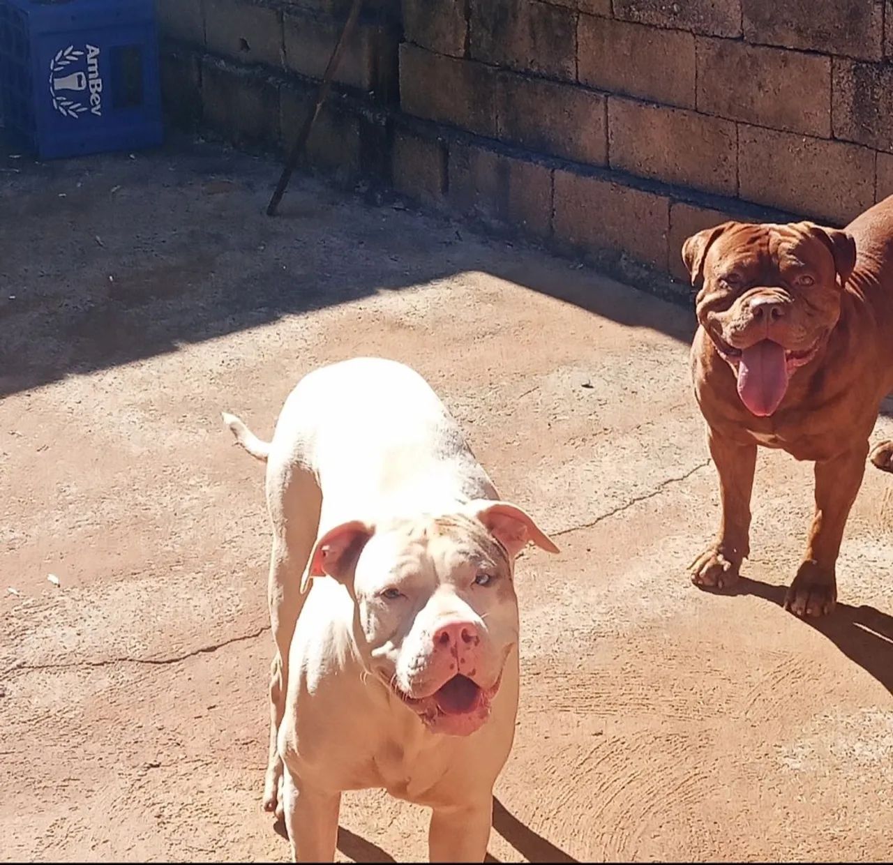 Pit monster/American Bully standart  - Foto 4