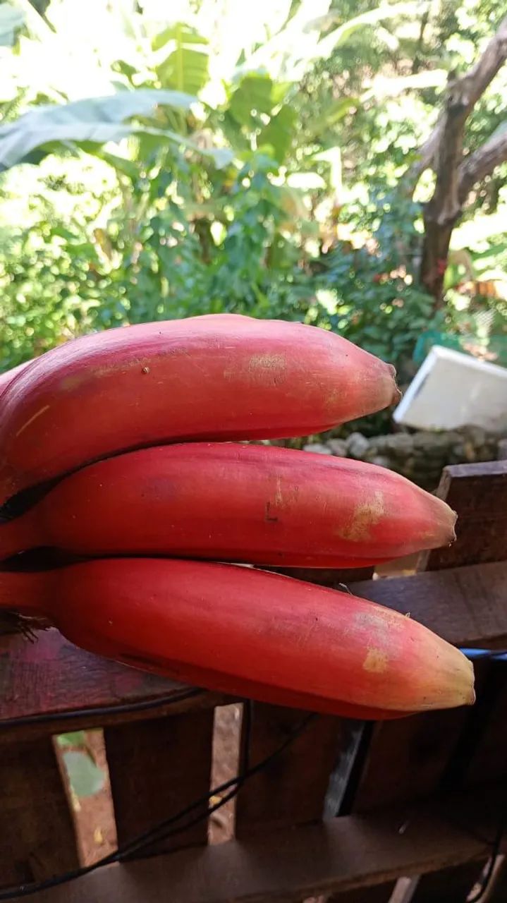 Banana roxa  - Foto 2