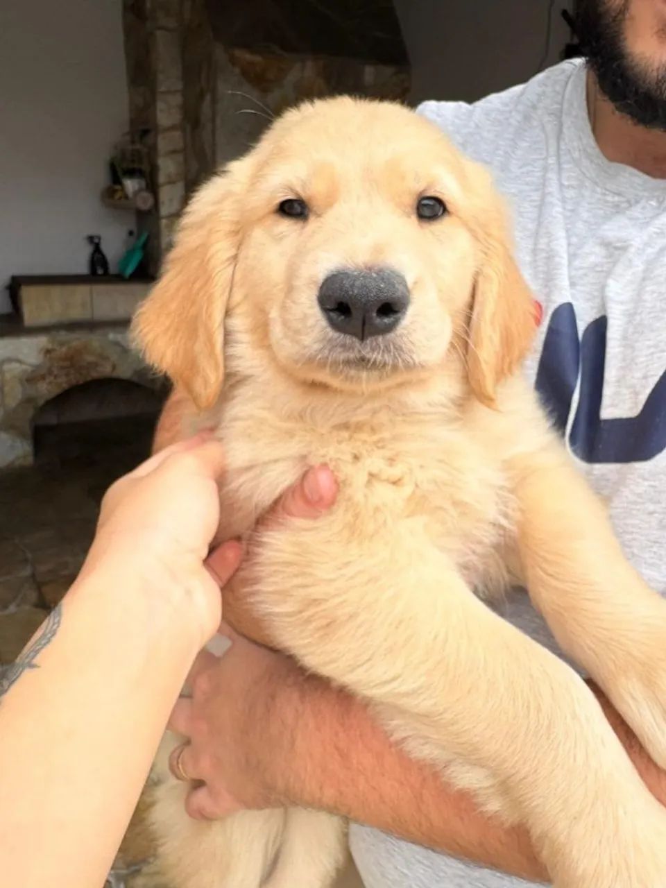 Golden lindão
