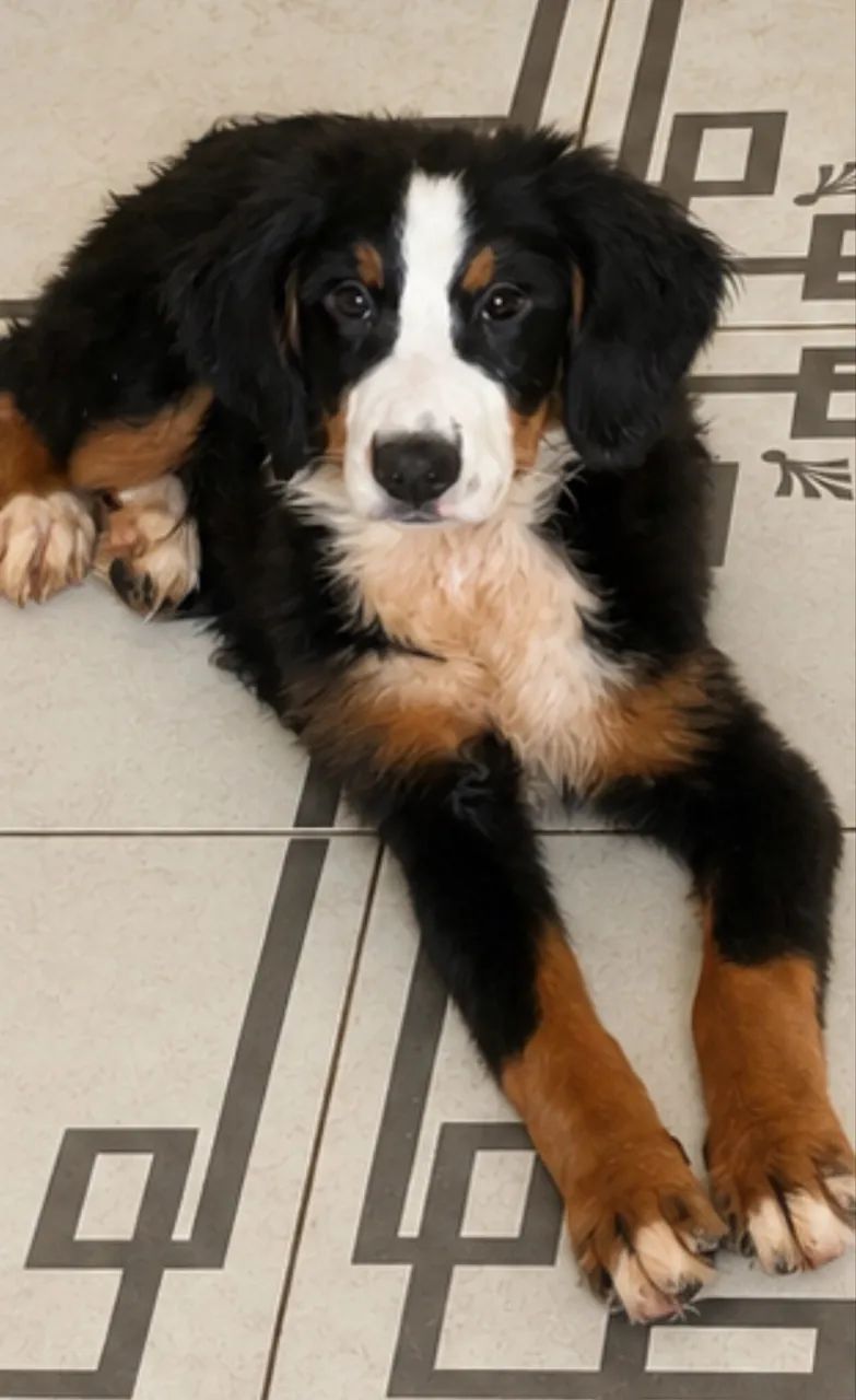 Bernese fêmea  - Foto 3