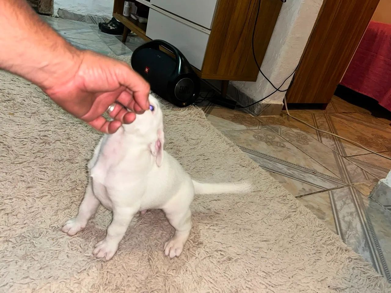 Cachorro  - Foto 4