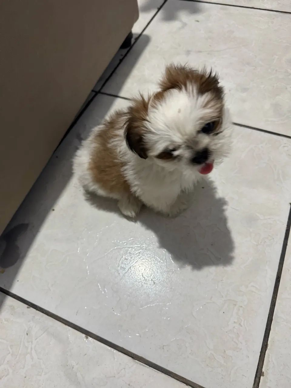 Cachorro 
