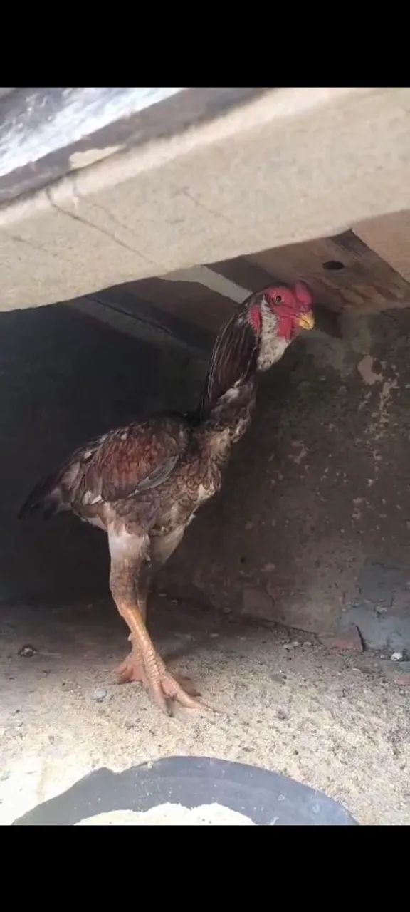 Frango Calcutá 