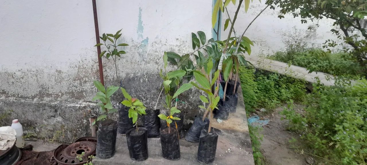 Vende-se mudas frutíferas  - Foto 5