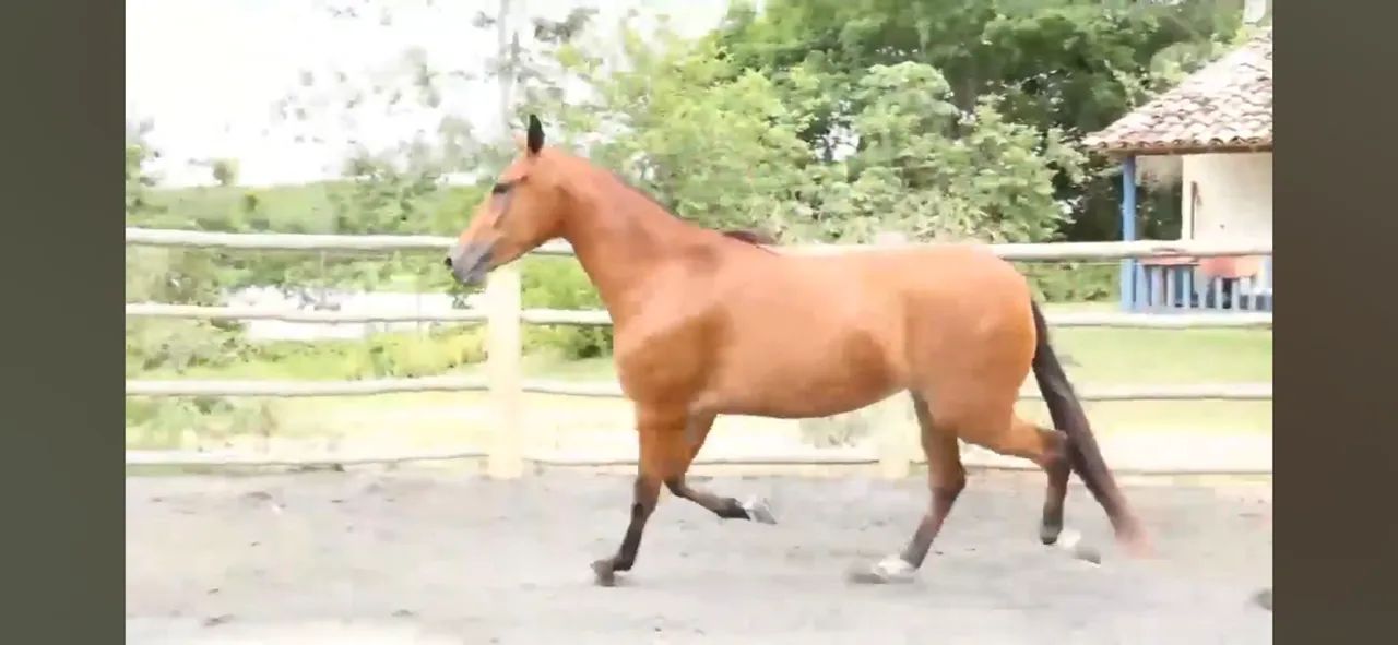 Égua mangalarga machador 
