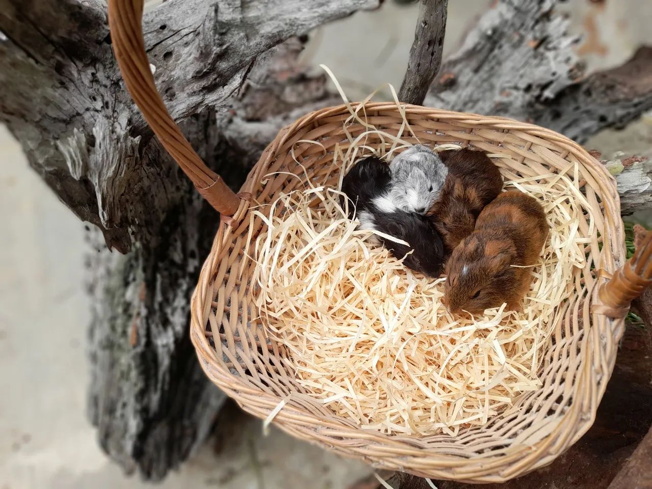 Filhotes de porquinhos da india  - Foto 4