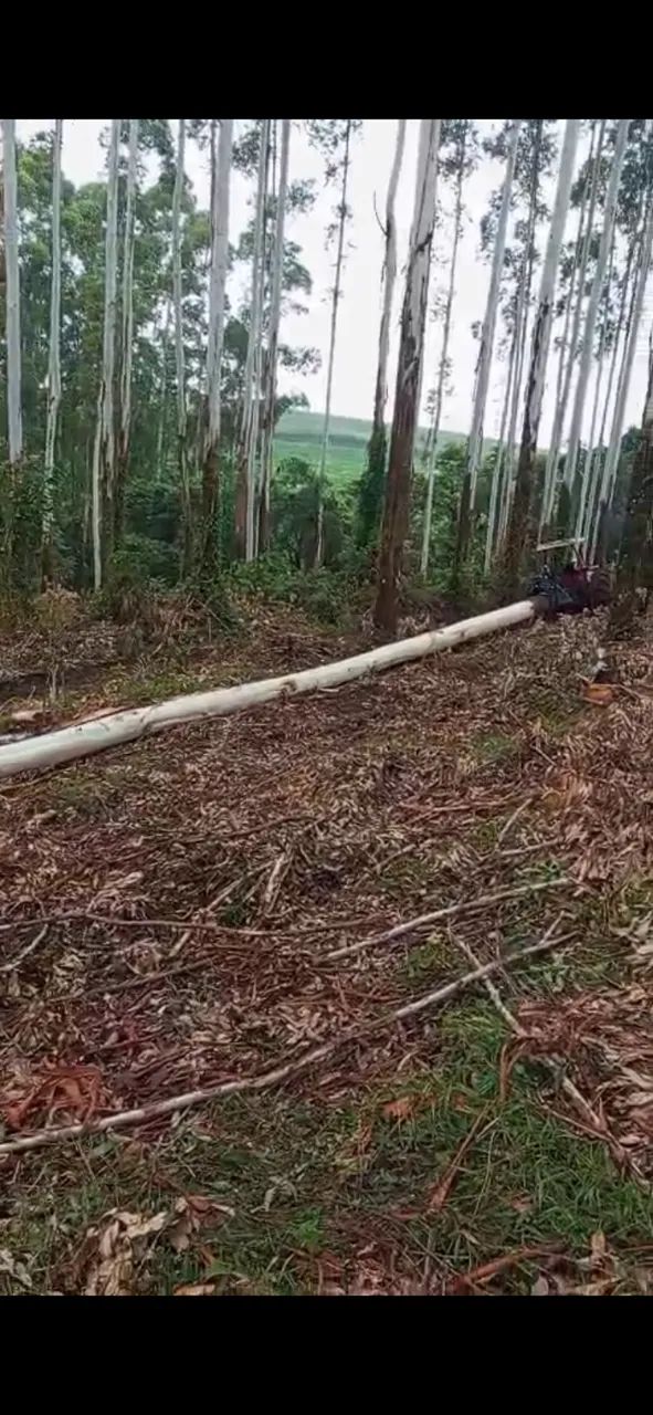 Garra florestal skider  - Foto 3