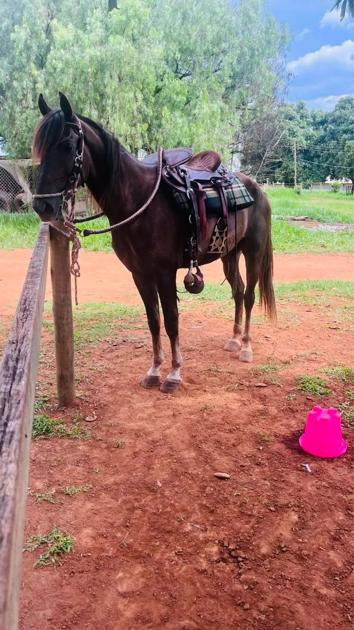 VENDO CAVALO! - Foto 4
