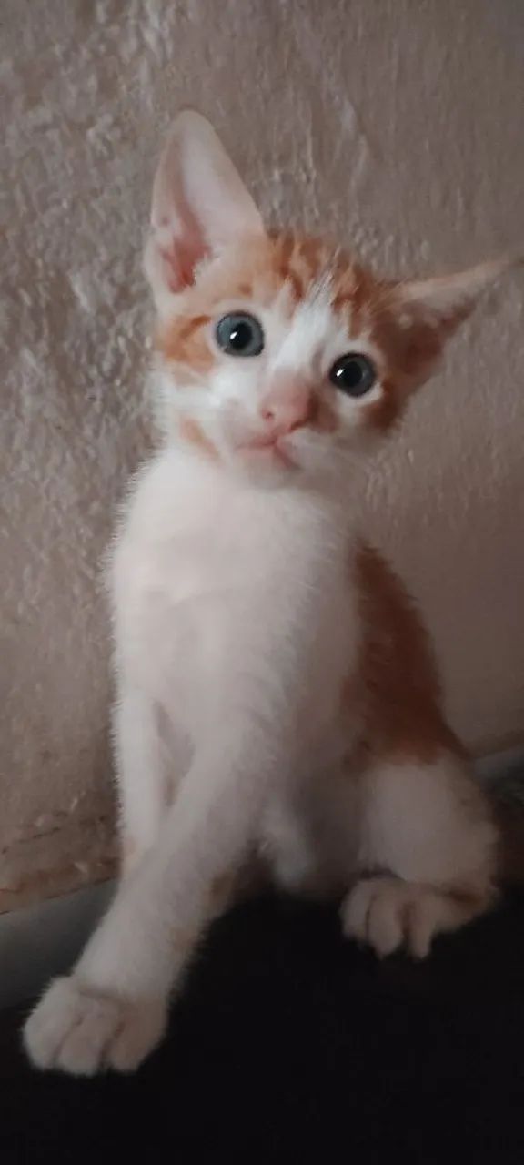 Adoção gato - Foto 5