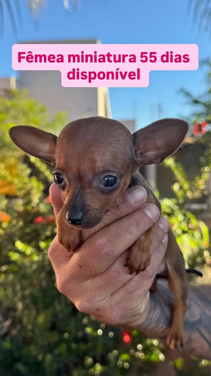 Pinscher miniatura 