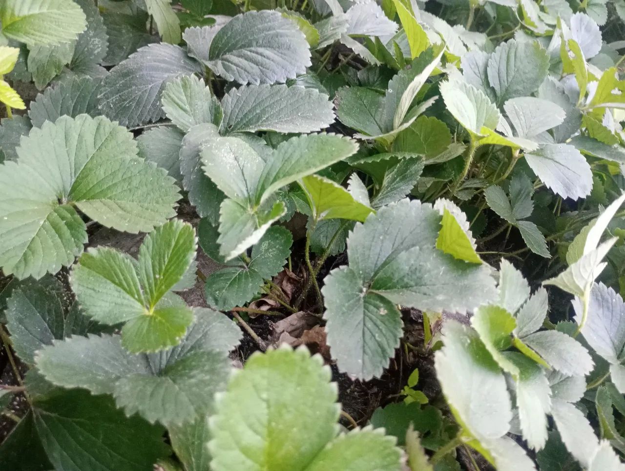 Mudas de morango ? - Foto 2