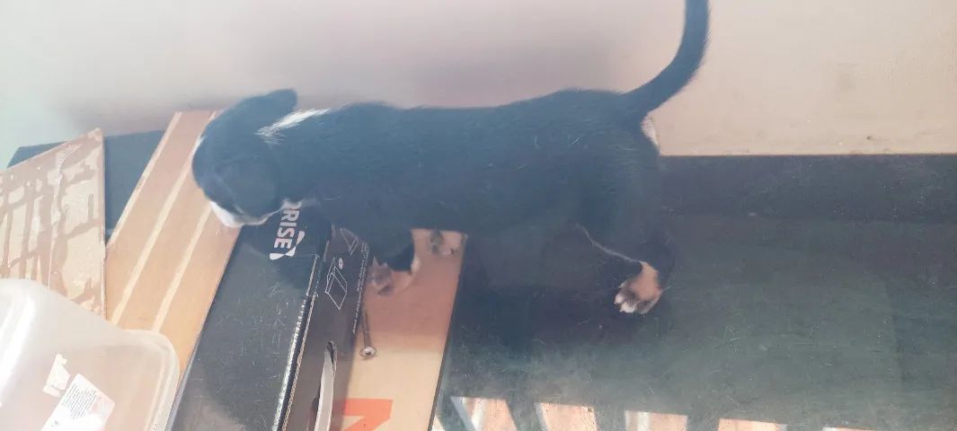 Cães - Foto 2