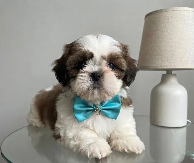 shih tzu macho mini - Foto 2
