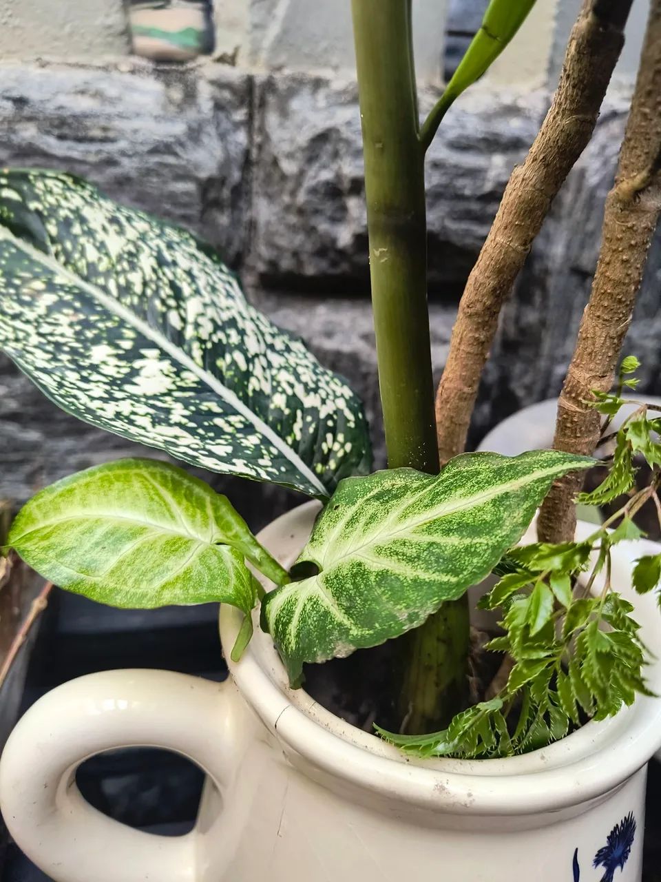 Jarra leiteira com plantas belíssima zamioculca árvore da felicidade singônio aglaonema - Foto 3