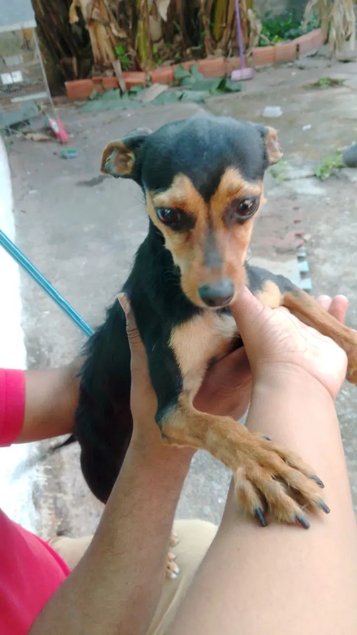 Pinscher 1