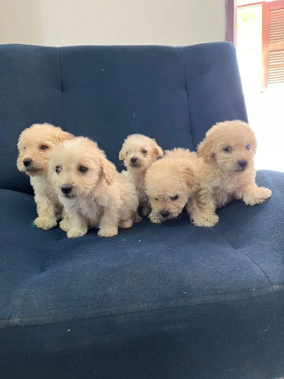 Lindos poodle toy  - Foto 2